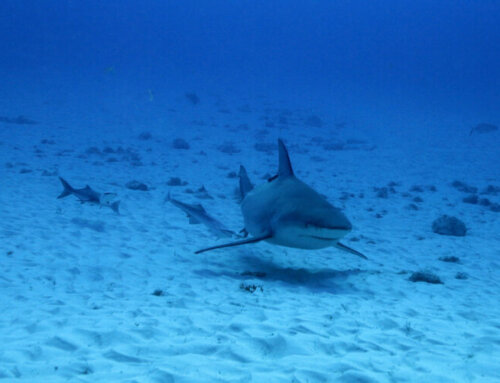 Diving with sharks: safety tips and best practices