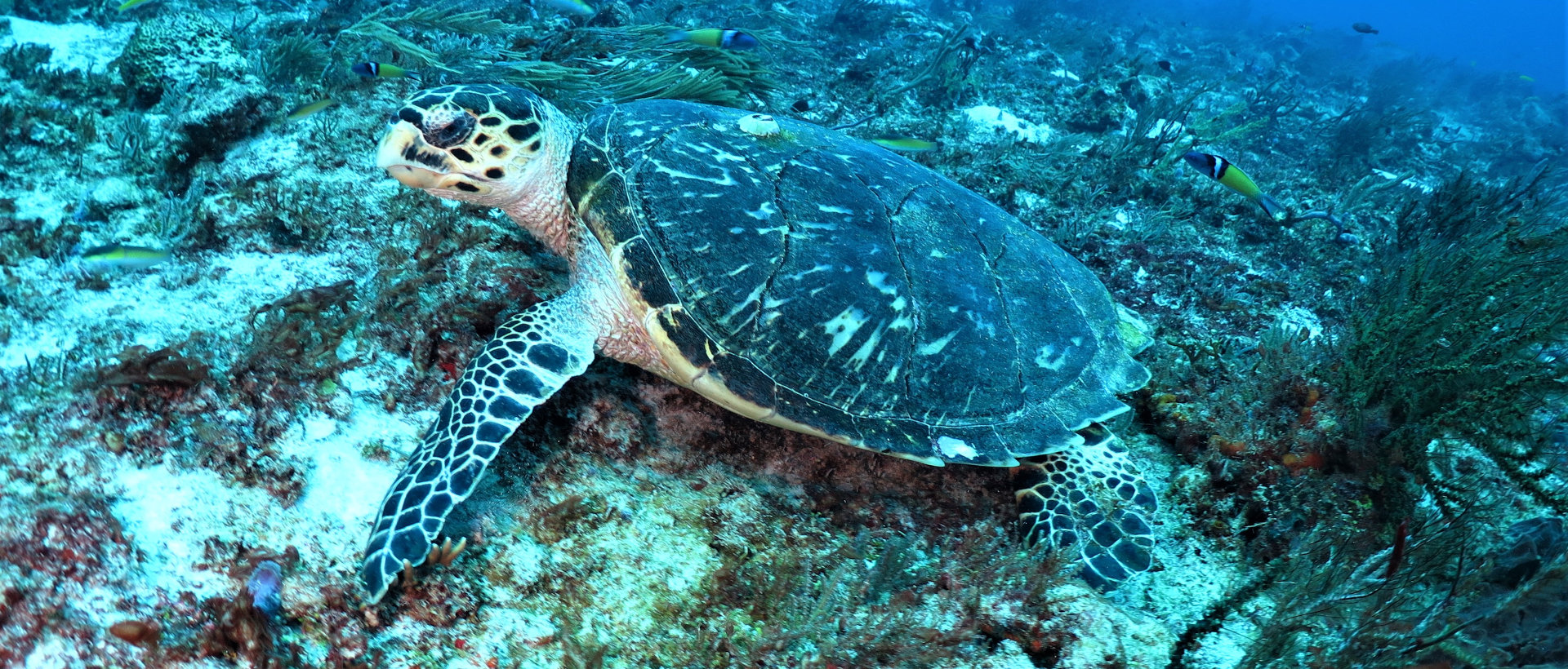 Sea turtle in Playa del Carmen with Pluto Dive