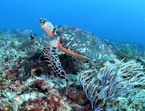The best times of year for scuba diving in Playa del Carmen