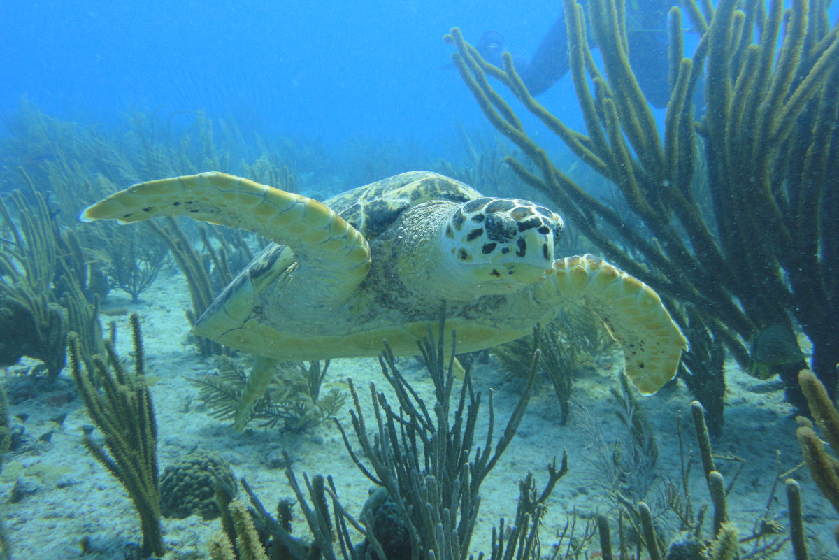 ocean diving playa del carmen