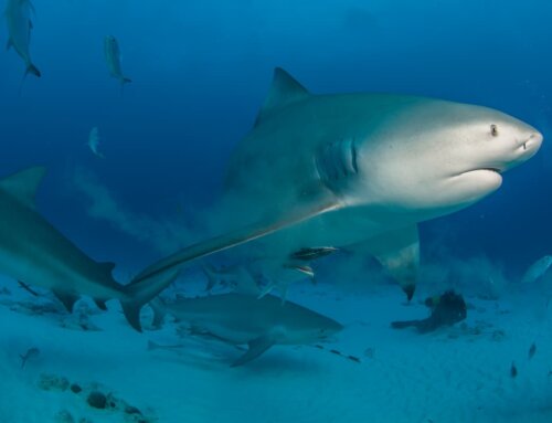 Exploring the Depths: Diving with Bull Sharks
