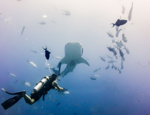 Swimming with the Whale Shark: A Unique Underwater Experience