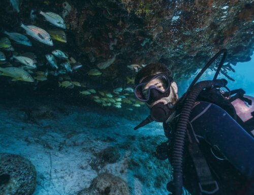 Exploring the Underwater World: A Journey Among the Wonders of Marine Life