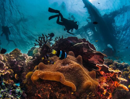 Exploring marine biodiversity through scuba diving