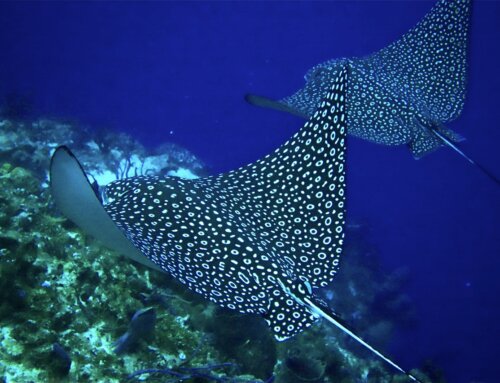 Top 5 Dives in Playa del Carmen | Reefs & Cenotes You Must See