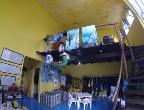 Behind the Scenes at Pluto Dive: How We Prepare Your Diving Adventure in Playa del Carmen
