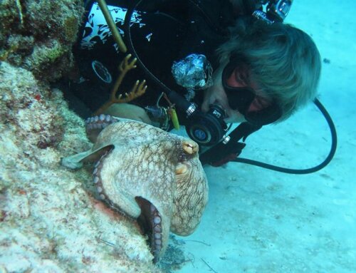 What to Expect from Ocean Diving in Playa del Carmen