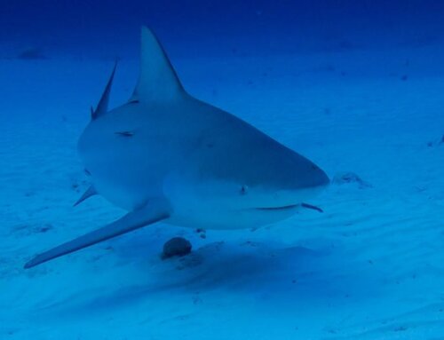 Bull Shark Diving in Playa del Carmen: Everything You Need to Know