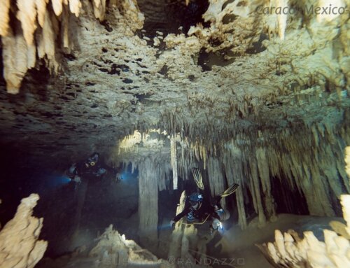 Cenote Diving vs. Ocean Diving in Playa del Carmen: Which is Right for You?