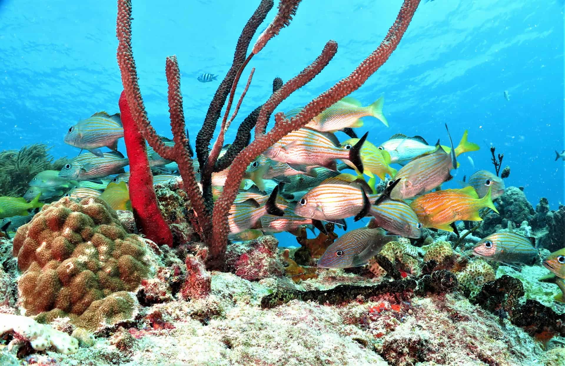 Colorful tropical fish on a coral reef in Playa del Carmen