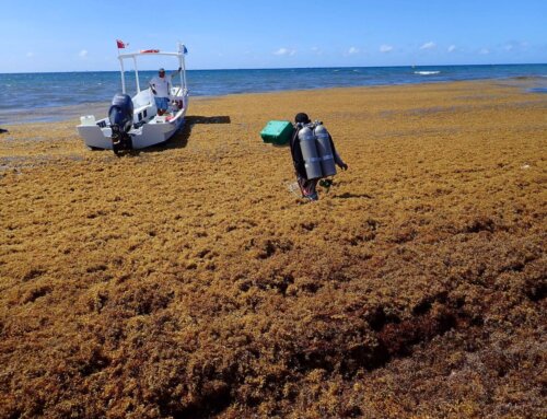 Does Sargassum Affect Diving in Playa del Carmen?