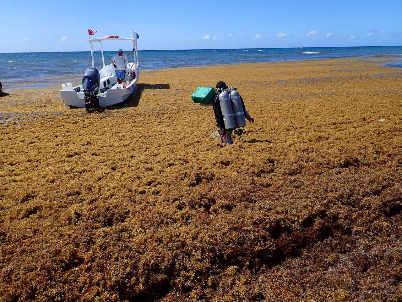 scuba diving Playa del Carmen during sargassum season