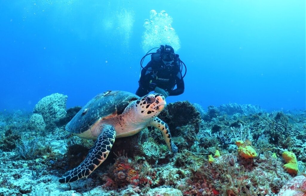 Reef diving during sargassum season Playa del Carmen