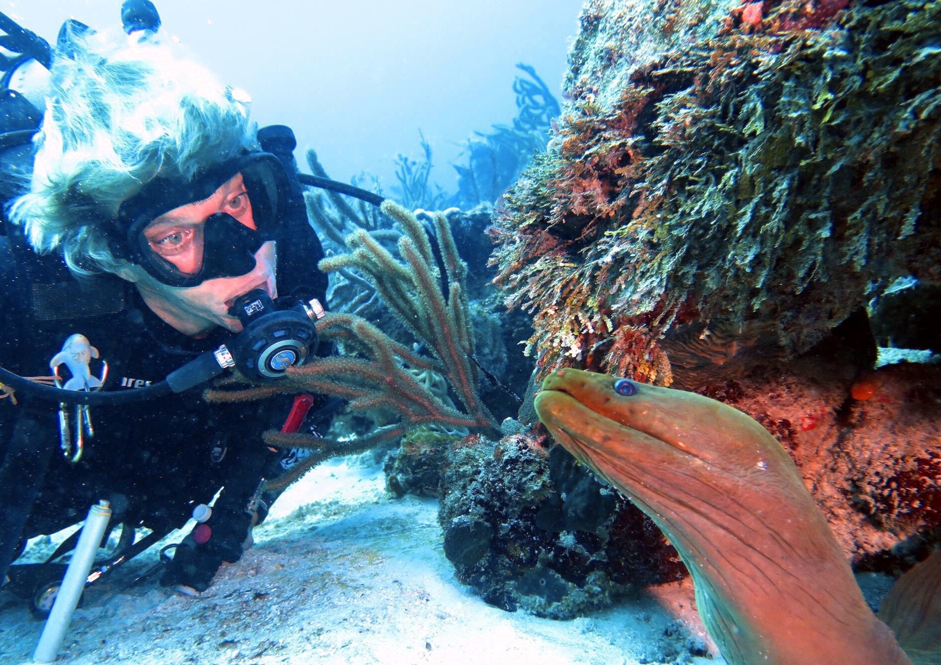 Diver observing a giant moray eel while scuba diving in Playa del Carmen