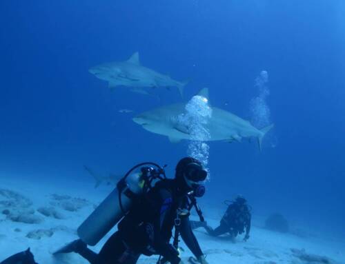 When Is Bull Shark Season in Playa del Carmen? Best Time to Dive