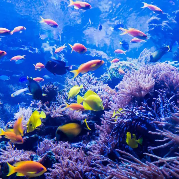 Reef diving in Playa del Carmen with coral and sea turtles